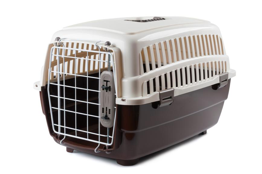 Conheça 3 acessórios para transportar animais de estimação