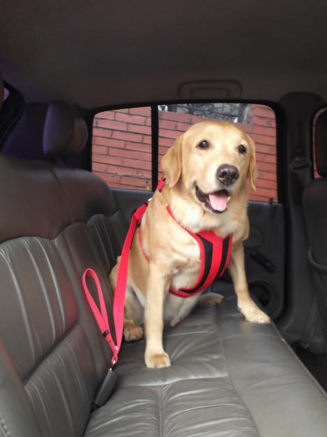 Conheça 3 acessórios para transportar animais de estimação